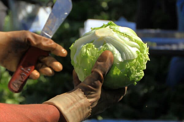 49980814-11e5-4803-9ac6-1c9b218b635a CDC Links Cyclosporiasis Outbreak to Shredded Lettuce at Taco Bell