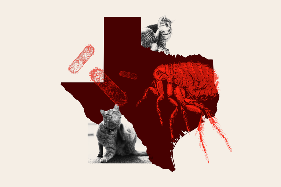 Resurgence of Murine Typhus in Texas: A Growing Concern