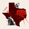 Resurgence of Murine Typhus in Texas: A Growing Concern