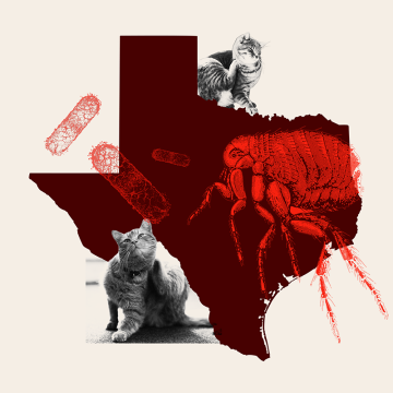 Resurgence of Murine Typhus in Texas: A Growing Concern