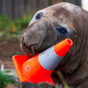 Neil the Seal’s Eventful Visit to Tasmania