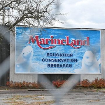 Beluga Whale Relocation from Marineland: A Rescue Effort