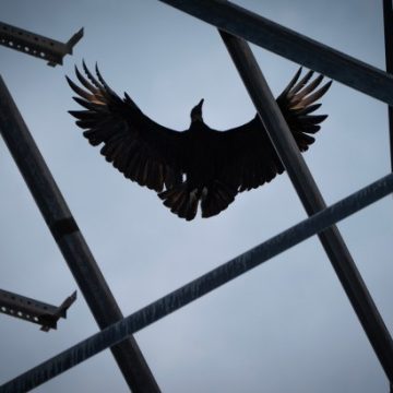 Adapting to the Threat of Black Vultures: A Farmer’s Story