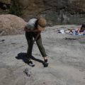 Impact of Marine Heat Wave on Seabirds Along the California Coast