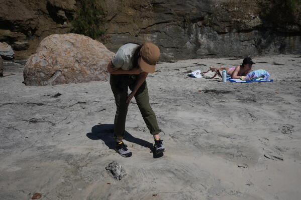 6a710e47-b331-4f74-8fa8-e5a8e2cf91d4 Impact of Marine Heat Wave on Seabirds Along the California Coast