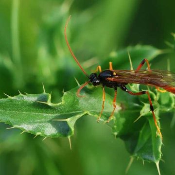 Undercounting Insect Species on Earth