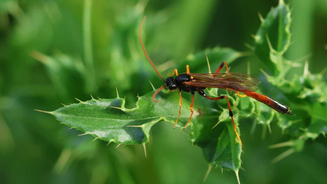 6ec288b8-2a60-42dd-b7fa-34a13e51d963 Undercounting Insect Species on Earth