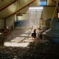 France Heat Wave’s Impact on Poultry Farms