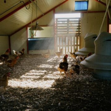 702c09eb-b223-4f89-81ac-b1144e238b38 France Heat Wave’s Impact on Poultry Farms