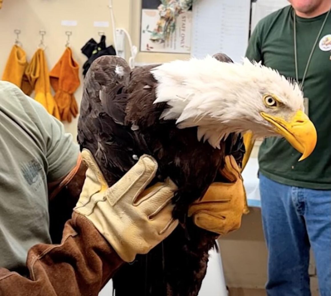 Bald Eagle Rescued Near Big Bear Likely Jackie From Live-Streamed Nest