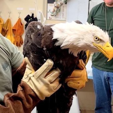 Bald Eagle Rescued Near Big Bear Likely Jackie From Live-Streamed Nest