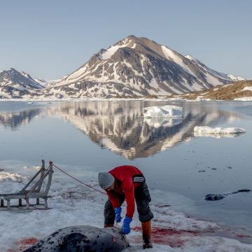 The Role of Seal Hunting in Greenland