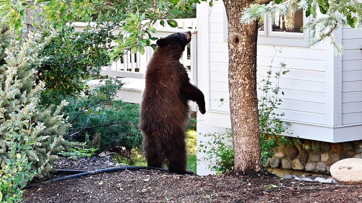 Increasing Bear Encounters Challenge Residents in Lake Tahoe