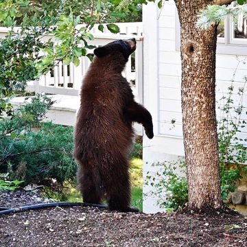 Increasing Bear Encounters Challenge Residents in Lake Tahoe