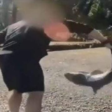 Oregon Man Charged for Illegally Catching Protected Sharks in Puget Sound