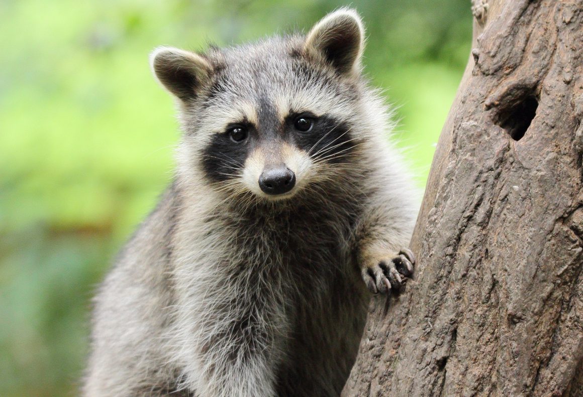 Jimothy the Raccoon Captures Hearts in Seattle