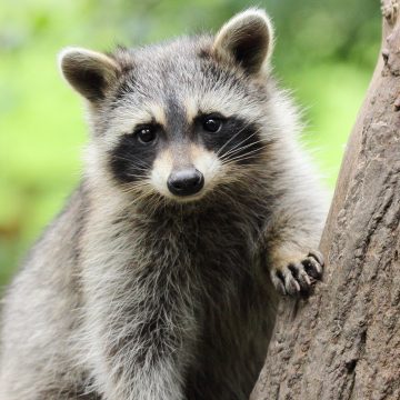 Jimothy the Raccoon Captures Hearts in Seattle