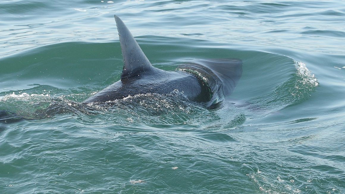 Shark Experts Provide Safety Guidance for Beachgoers