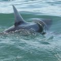 Shark Experts Provide Safety Guidance for Beachgoers