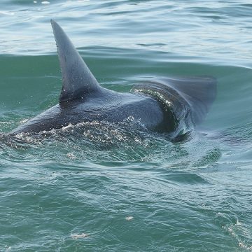 Shark Experts Provide Safety Guidance for Beachgoers