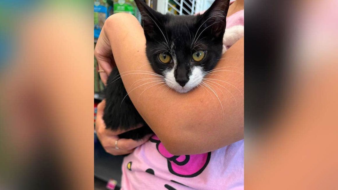 Kitten Involved in Attempted Bank Robbery Seeks New Home