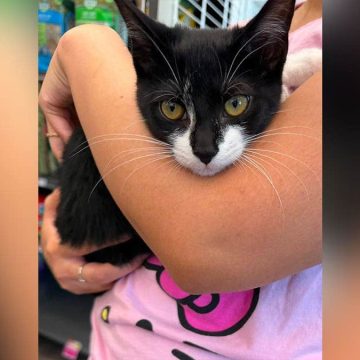 Kitten Involved in Attempted Bank Robbery Seeks New Home