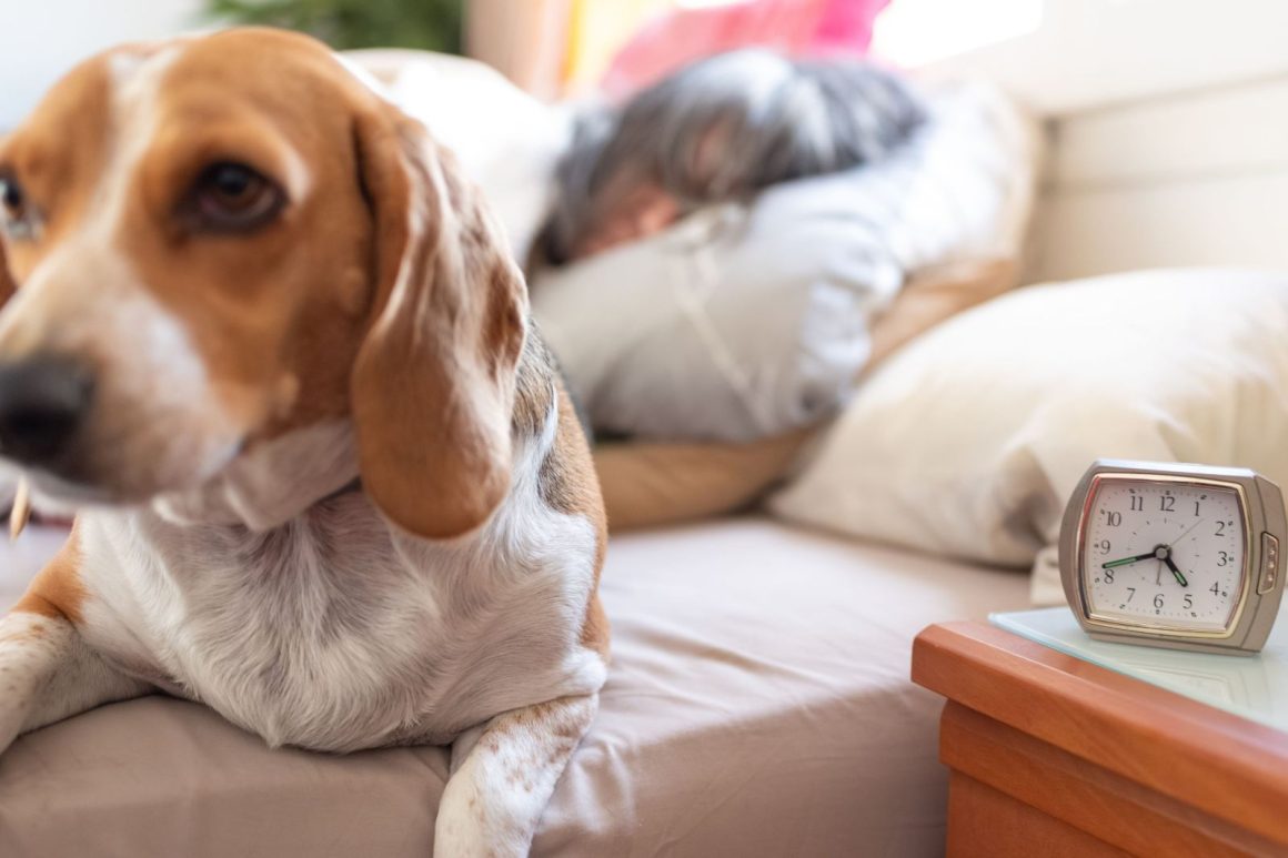 Potential Impacts of Permanent Daylight Saving Time on Pets