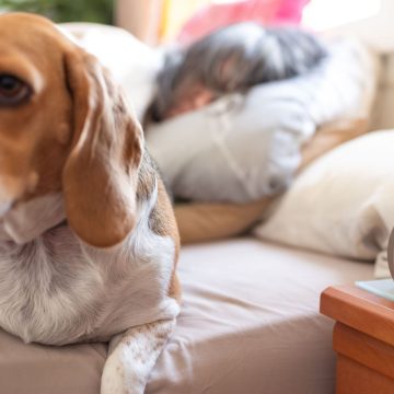 a01efddc-abcf-4140-88ff-677cc529f95d Potential Impacts of Permanent Daylight Saving Time on Pets