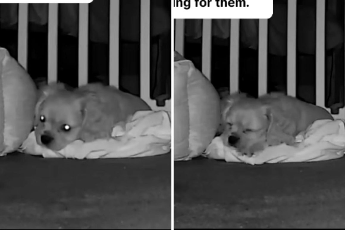 Helping Dogs Cope with Separation Anxiety