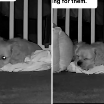 a48c1b99-eeb0-4a6e-8141-fb3e41a8c75e Helping Dogs Cope with Separation Anxiety