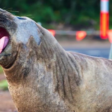 b0c14578-7c56-4073-a4a1-035daf06b894 Neil the Elephant Seal and His Unusual Celebrity
