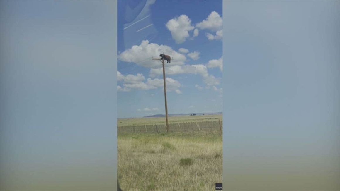 Bear Climbing Utility Pole in New Mexico Becomes Viral Sensation