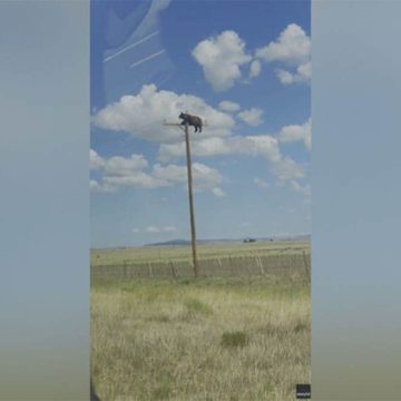 Bear Climbing Utility Pole in New Mexico Becomes Viral Sensation