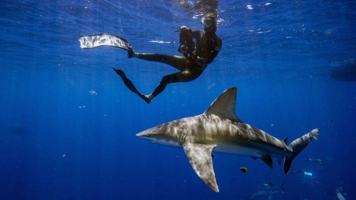 Strategies to Stay Safe from Shark Attacks