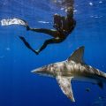 Strategies to Stay Safe from Shark Attacks