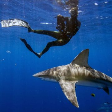 Strategies to Stay Safe from Shark Attacks