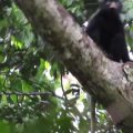 New Primate Species Discovered in Congo