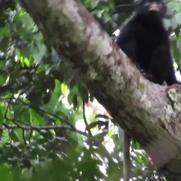 New Primate Species Discovered in Congo