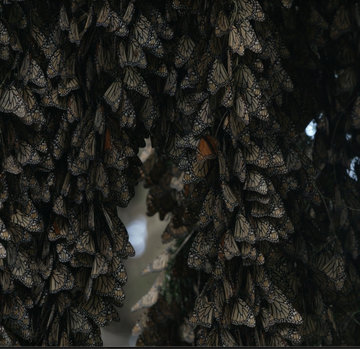 bd84bf10-0e22-4706-b243-206603f19428 Monarch Butterflies’ Journey and Conservation Efforts