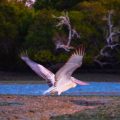 U.S. Interior Department Cancels Rule for Threatened Species Protections