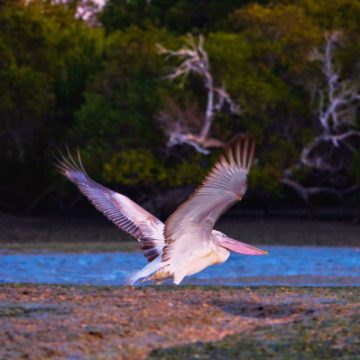 U.S. Interior Department Cancels Rule for Threatened Species Protections