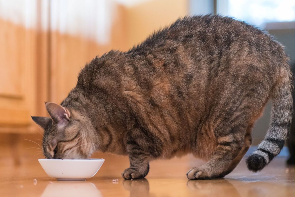 Understanding Feline Overfeeding and Obesity