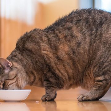 Understanding Feline Overfeeding and Obesity