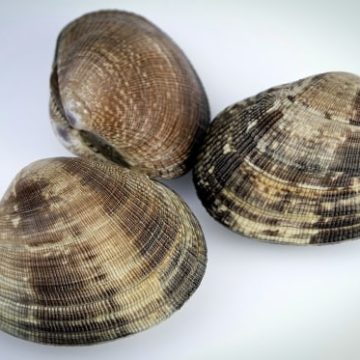 Invasive Manila Clams Discovered Off New England’s Coast