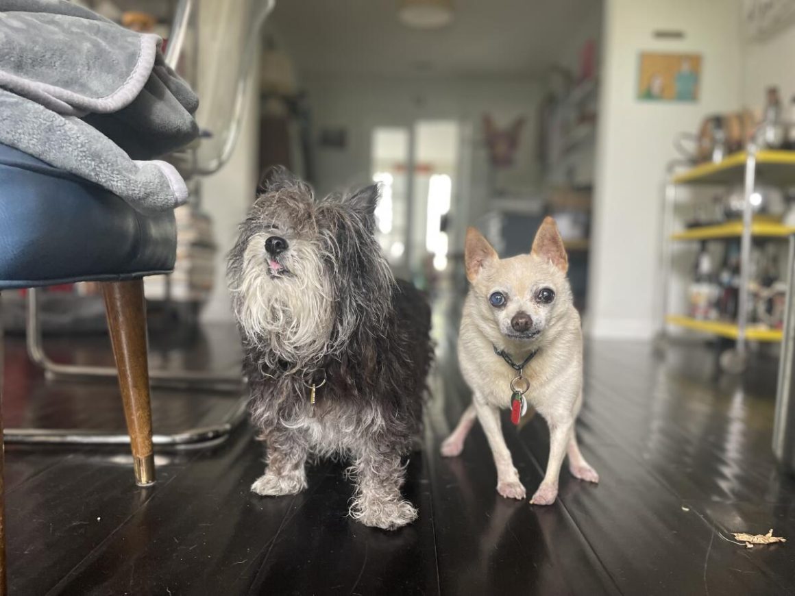Caring for Senior Dogs: A Journey of Love and Lessons