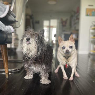 Caring for Senior Dogs: A Journey of Love and Lessons