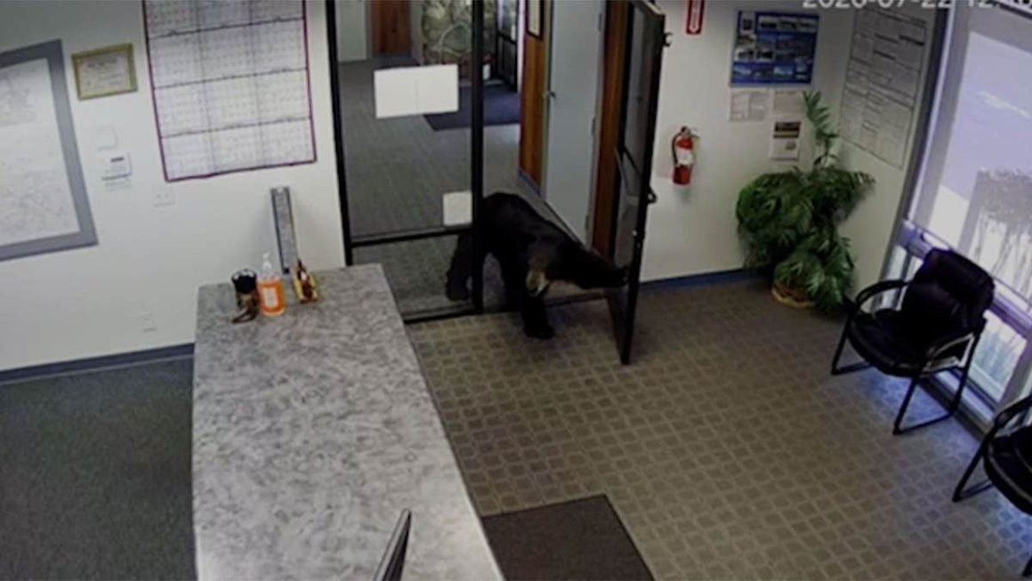Bear Entertains California Water Office in Surprise Visit