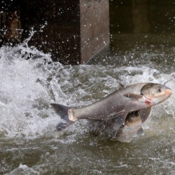 Invasive Carp Project Halt Raises Concerns Over Freshwater Supply