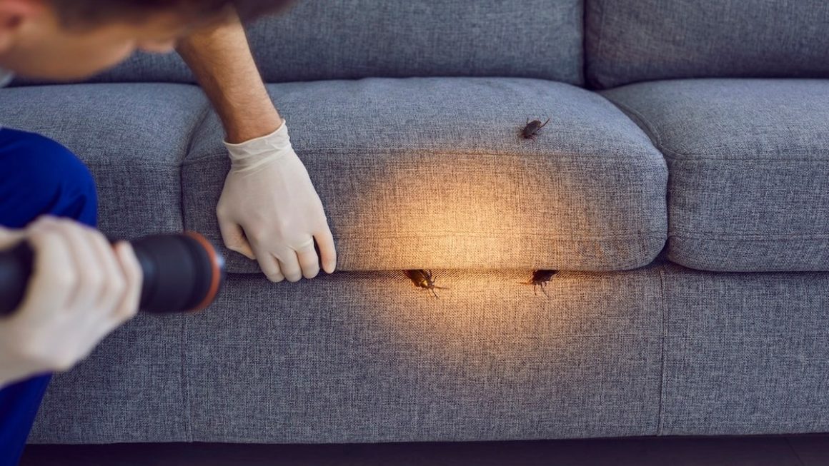 Expert Recommendations for Pest Control Products