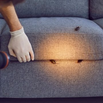 Expert Recommendations for Pest Control Products